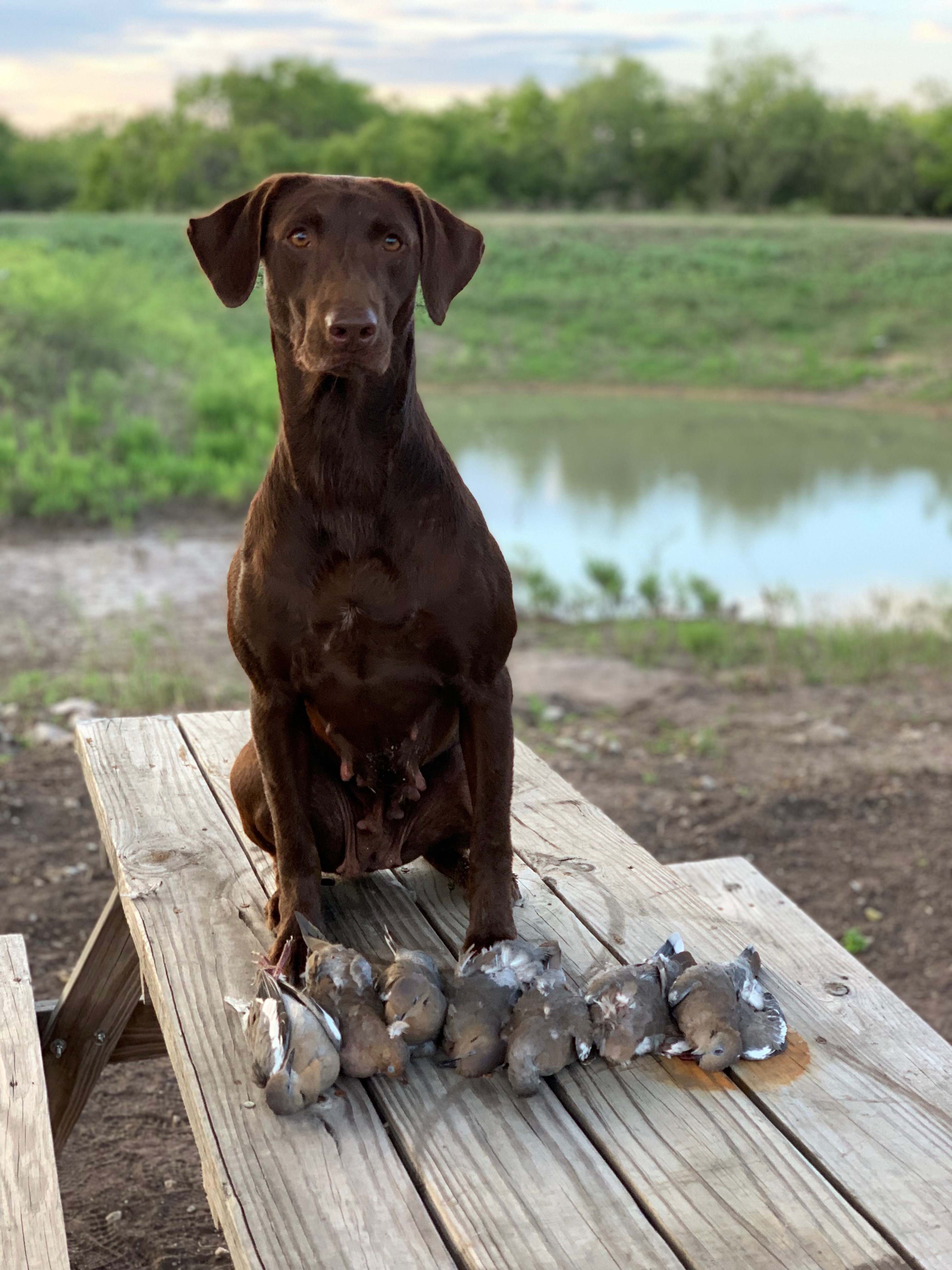 akc chocolate lab puppies