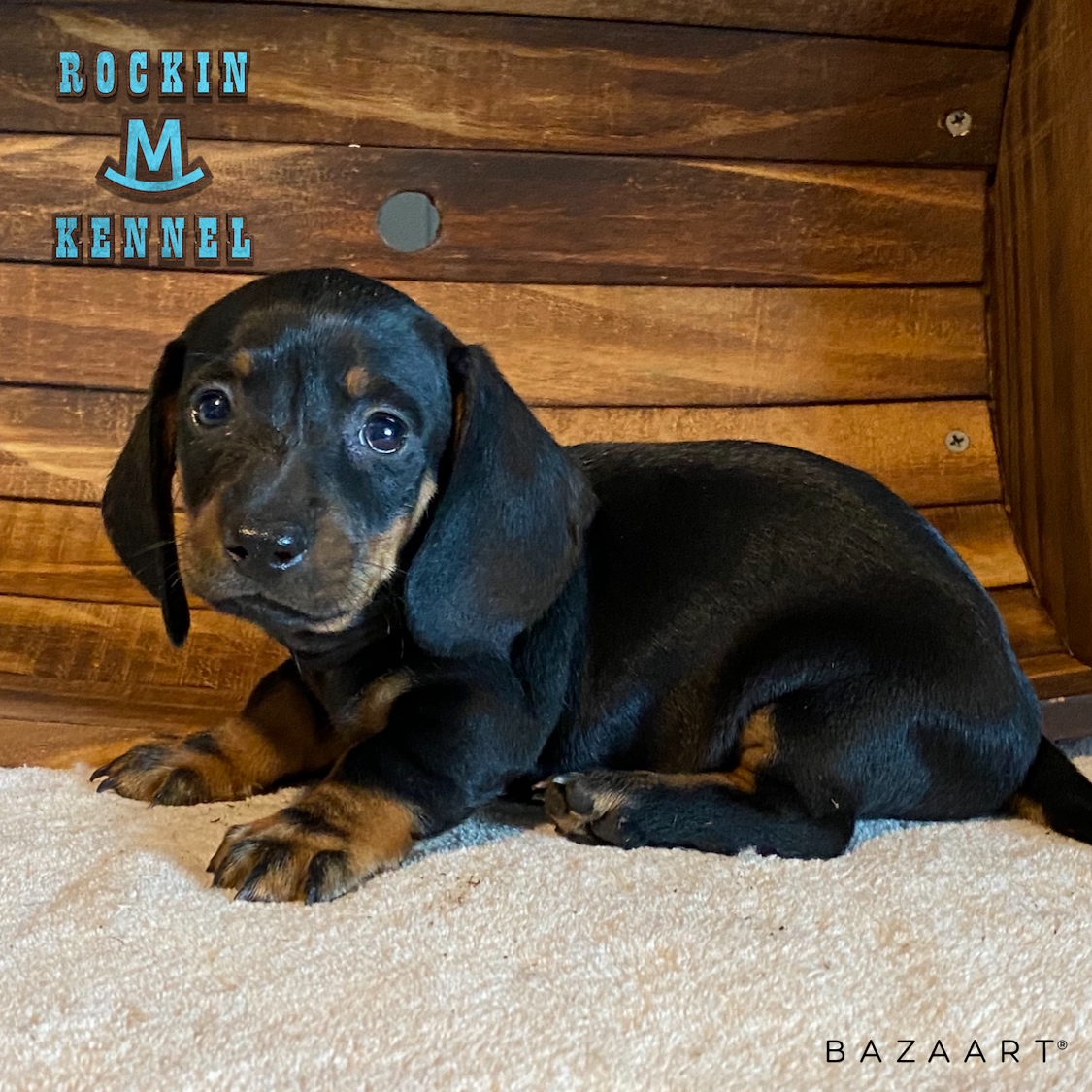 34 Best Pictures Dachshund Puppies Texas Cheap / AKC