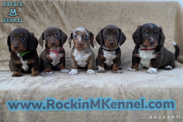Dachshund Puppies – Rockin M Kennel – South Texas