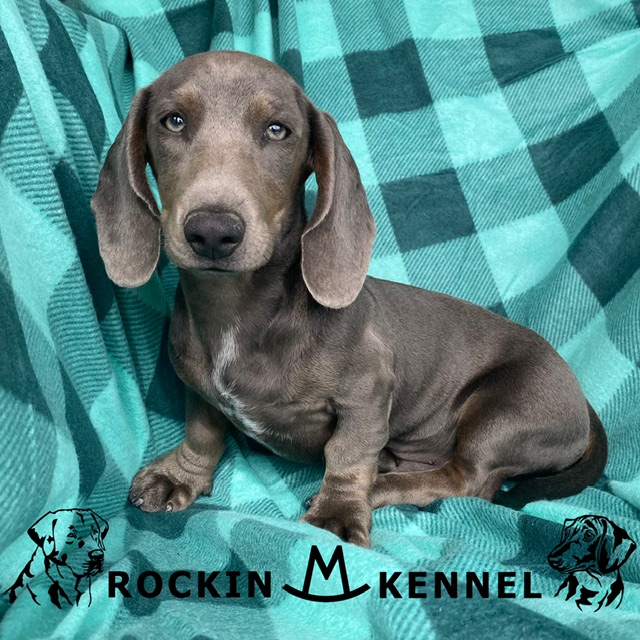 Dachshund Puppy Blue Dapple ID:6825 Located at Petland